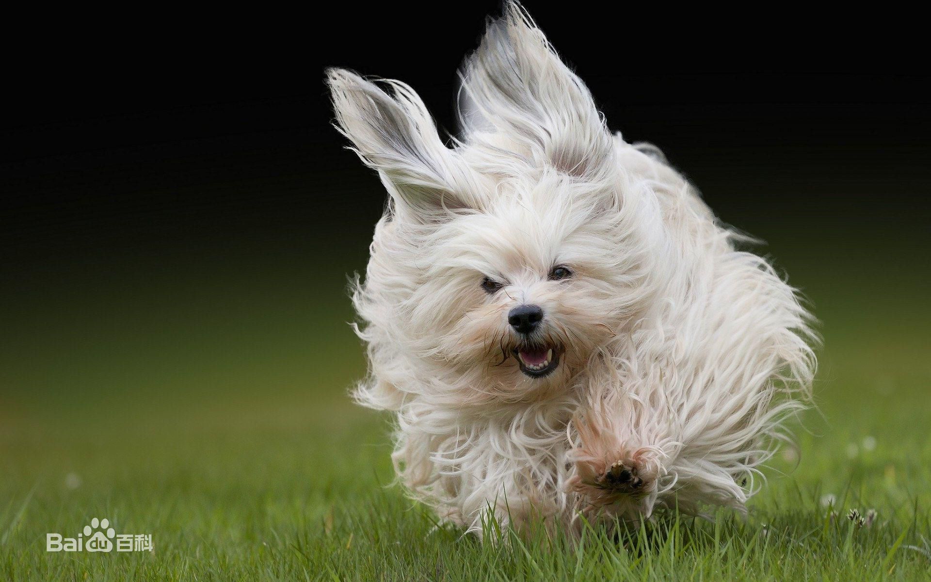不掉毛无体味性格温顺的小型犬,宠物狗大全表