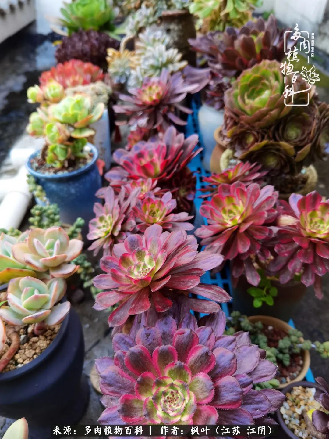 春有约,花不误,多肉与春天有个约会