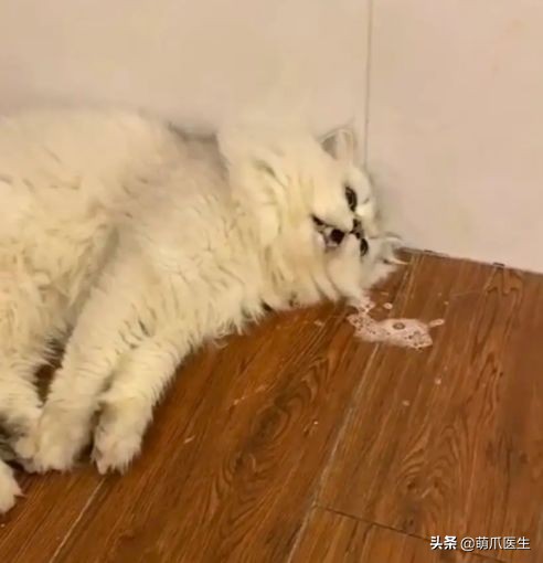 go猫粮翻车了怎么处理,猫吃猫粮死了