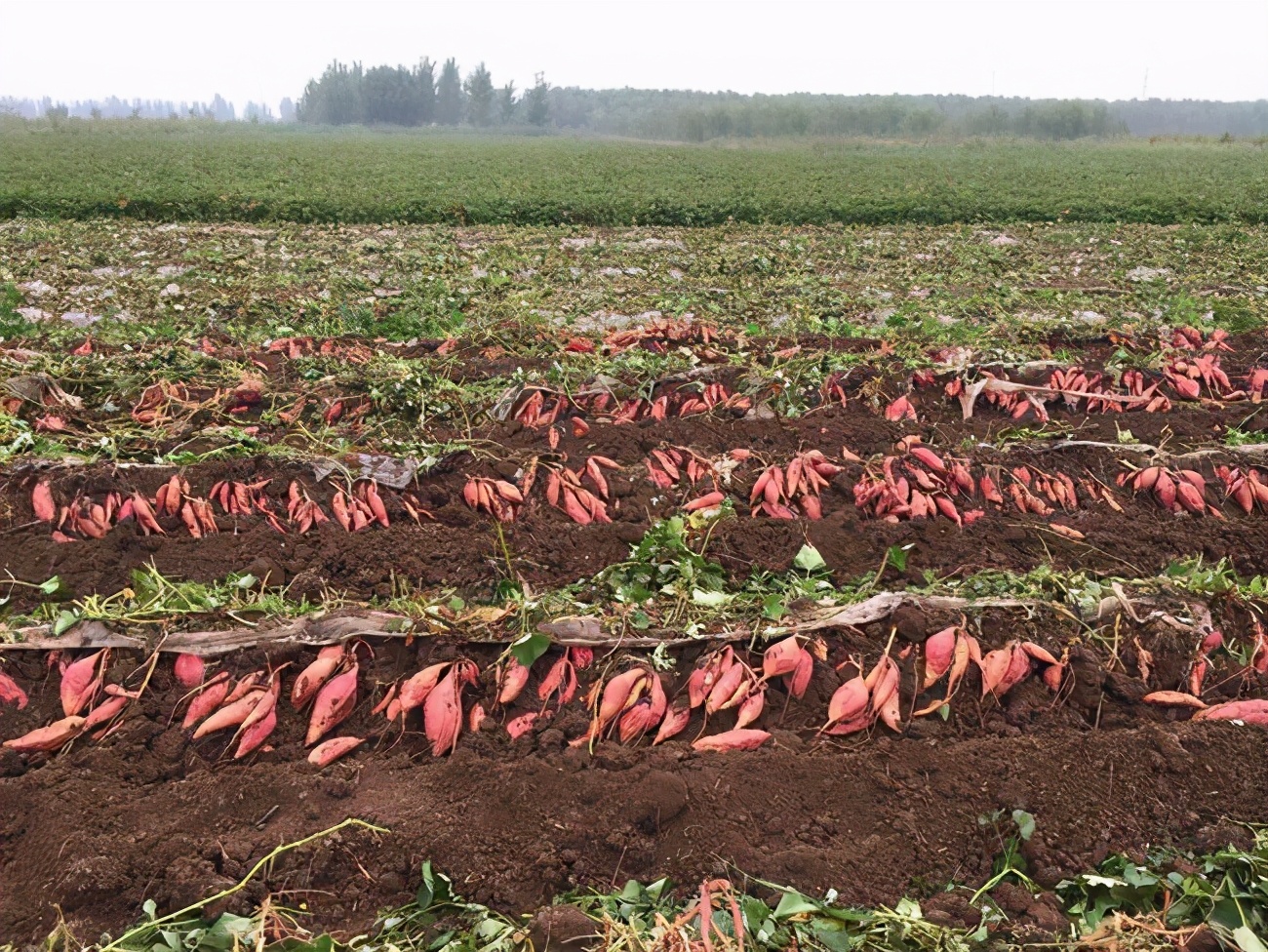 高端口感好的红薯品种,红薯中的爱马仕是什么品种