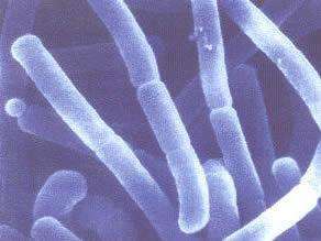 嗜酸乳杆菌，你认识它吗？