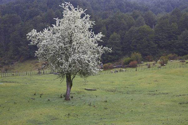 老巴塔哥尼亚,老巴塔哥尼亚快车