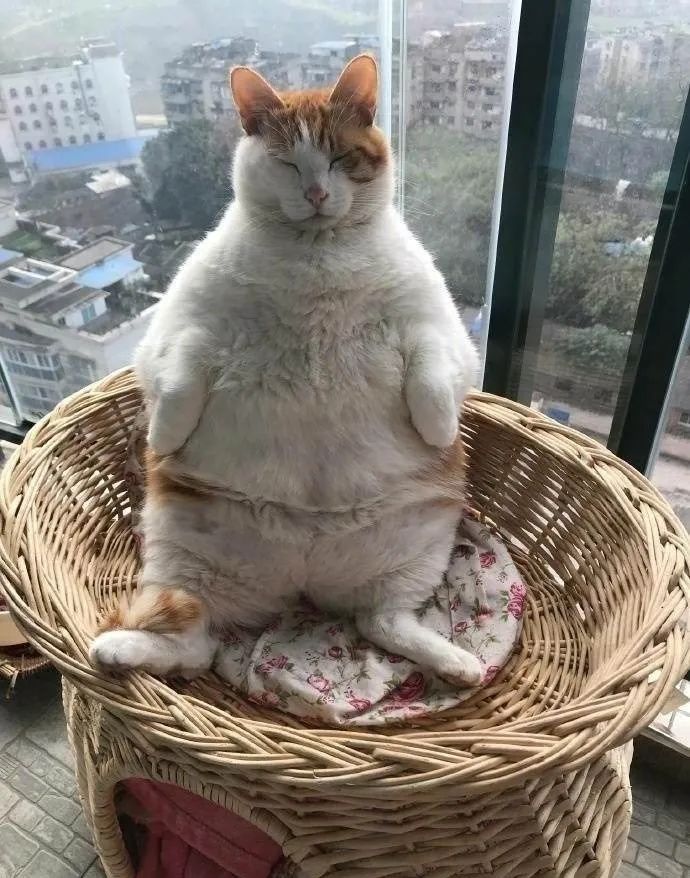 憋住不准笑大全,猫咪奇葩睡姿成精了