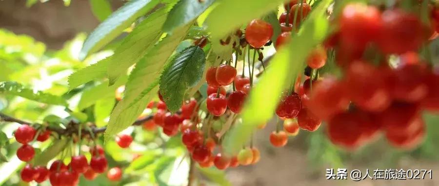 西安樱桃园,西安附近樱桃园采摘园位置