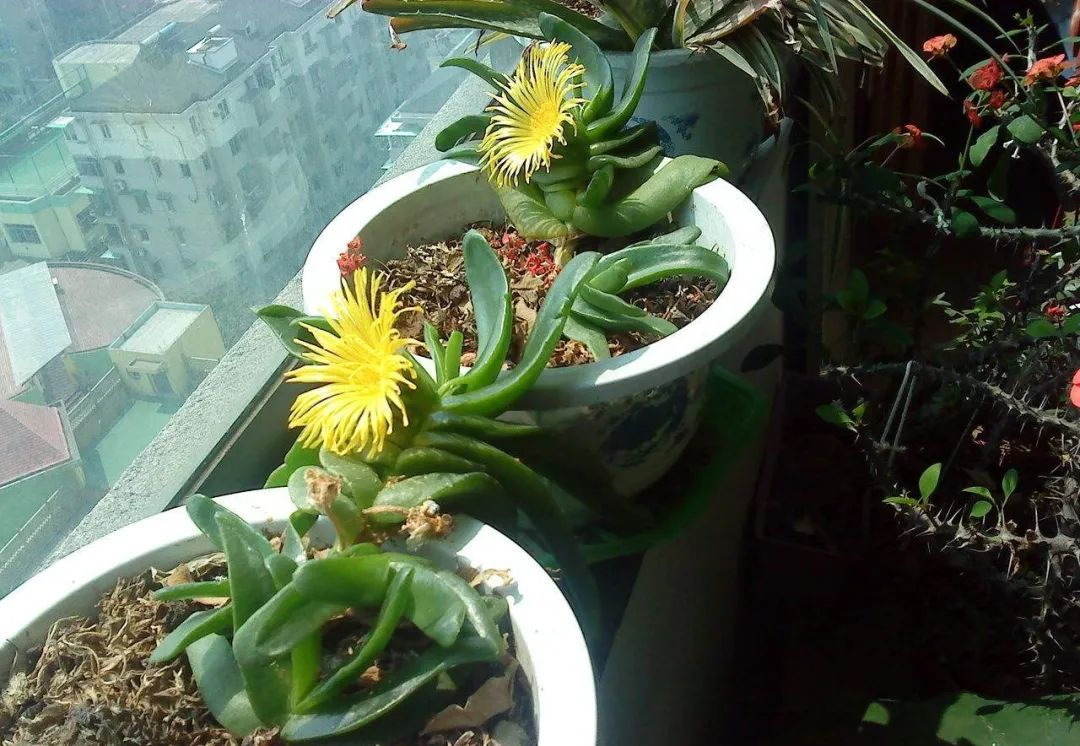 招财佛手花好不好养,佛手掌花冬天怎么养