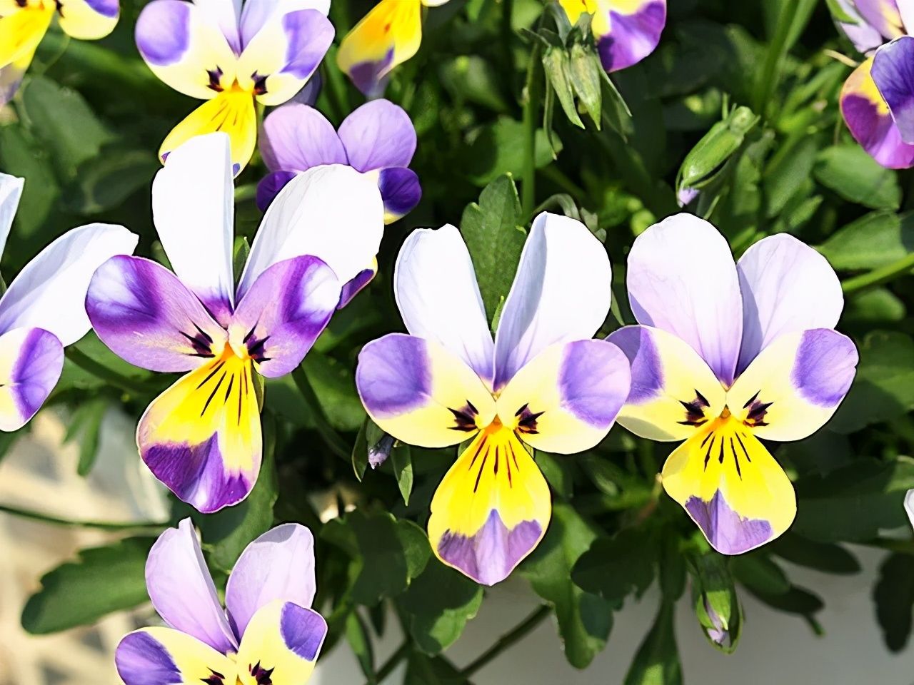 角堇和皱边角堇哪个花大,皱边角堇和穗边角堇的区别