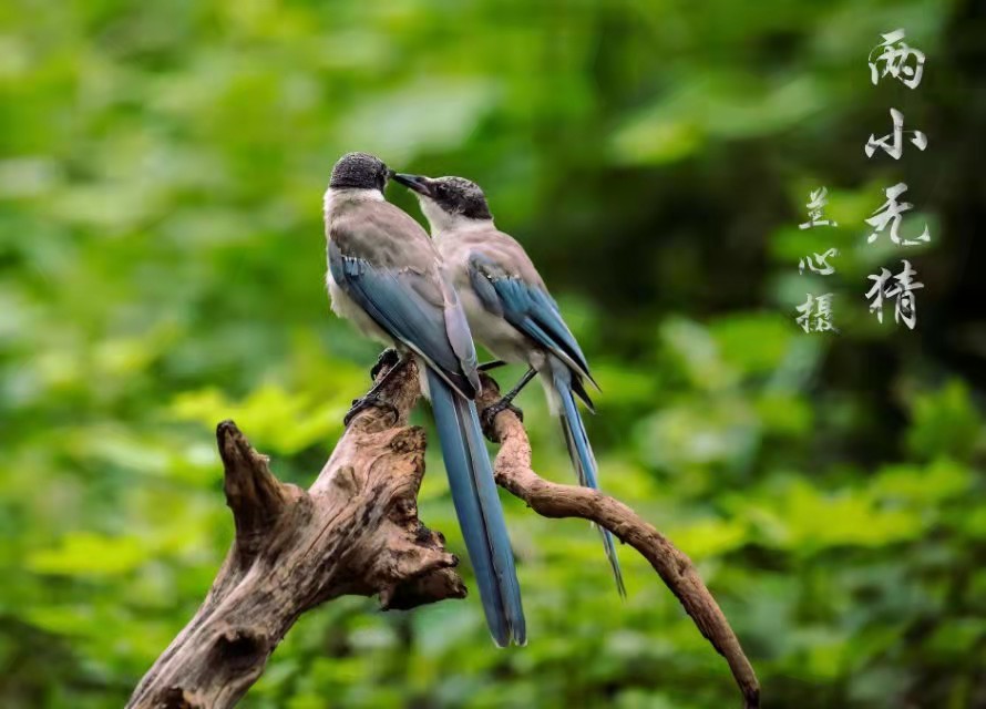 灰喜鹊有多听话,灰喜鹊有哪些特点