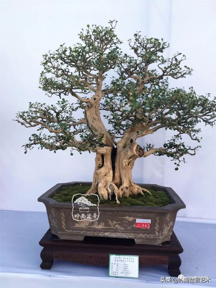 骞哥涔呬箙鐢滅敎铚滆湝,骞哥涔呬箙