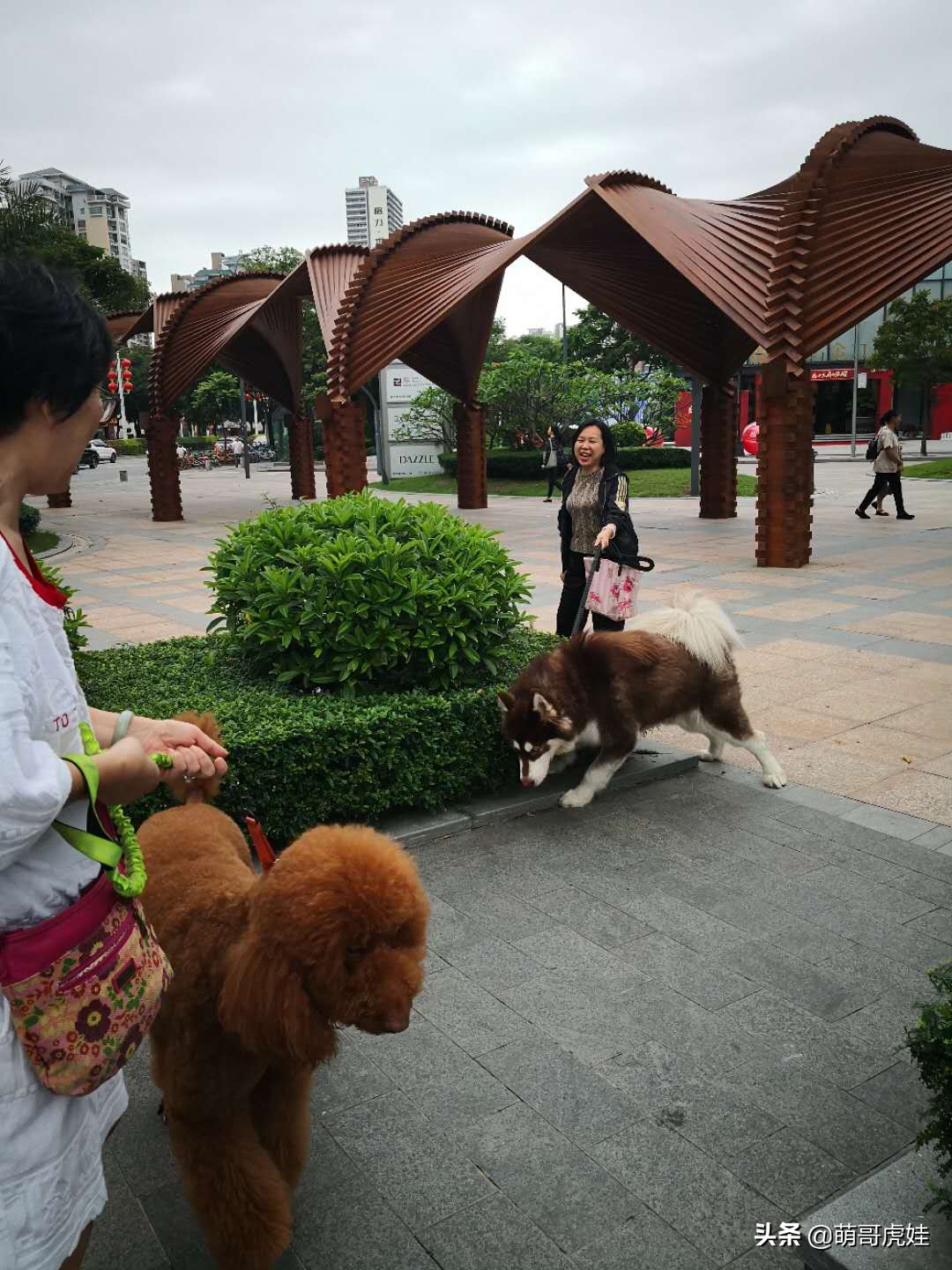 阿拉斯加和巨型泰迪哪个更大,标准巨型泰迪