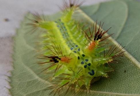 被洋辣子伤害了怎么治,被洋辣子刺怎样能不疼了