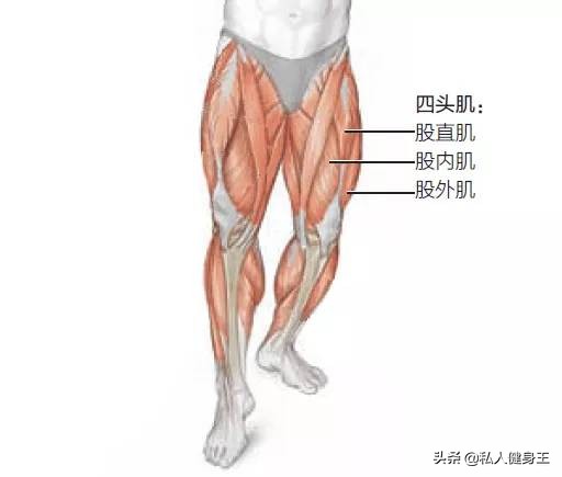 哑铃训练腿部肌肉的动作,不伤膝盖锻炼腿部肌肉动作