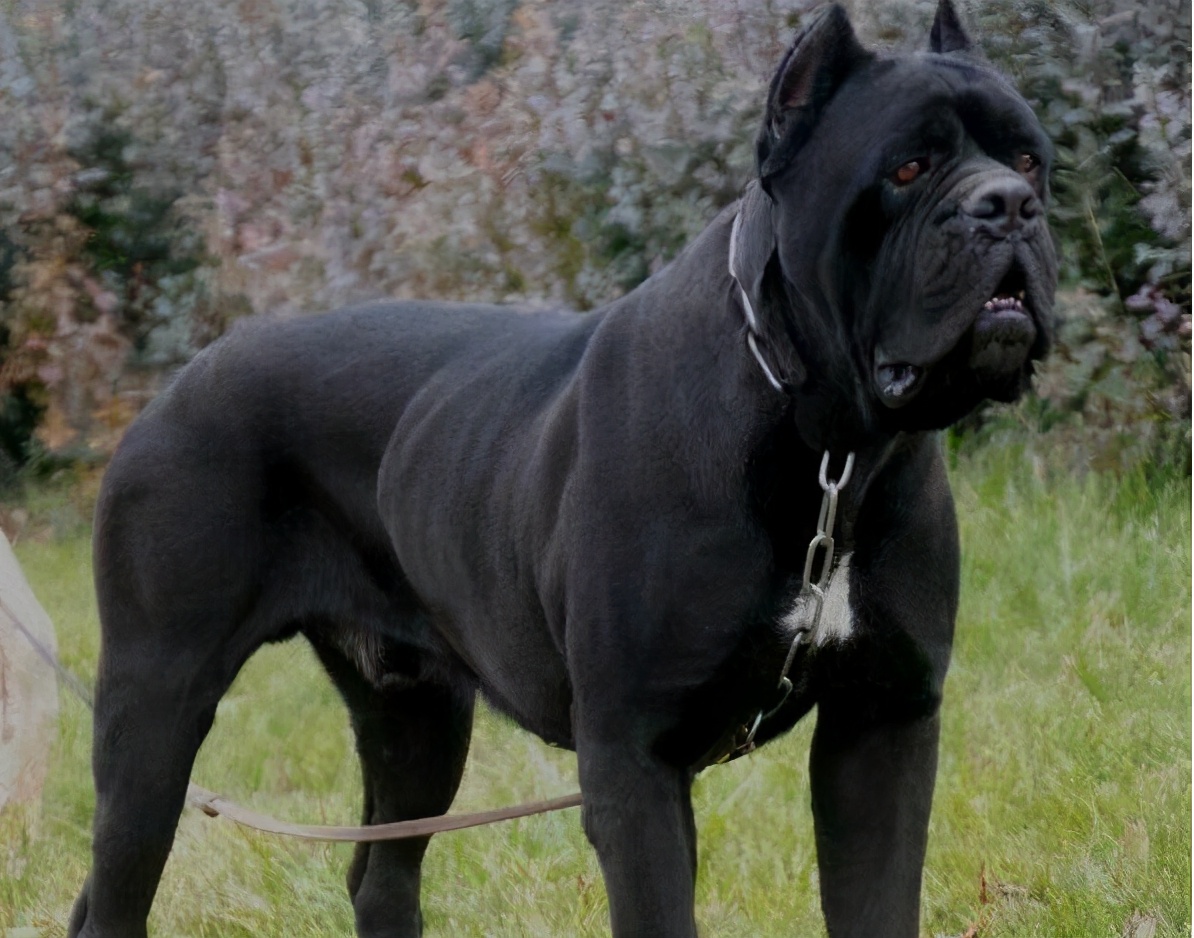 5.1养犬新规哪些狗不让养,多高的狗属于禁养犬