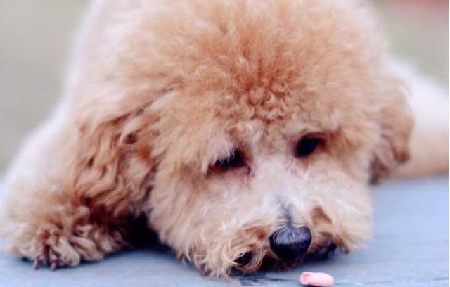 什么寄生虫会导致狗狗软便,狗狗老睡床应该怎么治