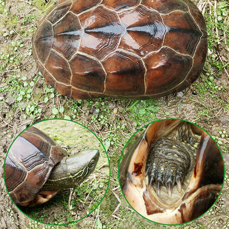 新手养龟买多大龟比较好养,新手养龟哪种龟最好养