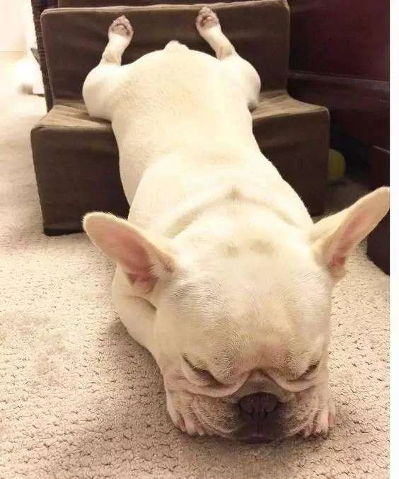 狗狗呕吐白色泡沫后又吐黄色粘液,狗狗吐了有什么方法治疗