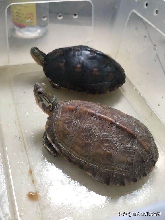 乌龟放水里一直游到岸边怎么办,乌龟溺水后眼睛是睁的还是闭的