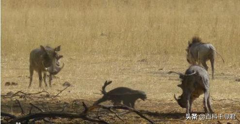 蜜獾不怕毒蛇吗,蜜獾无所畏惧