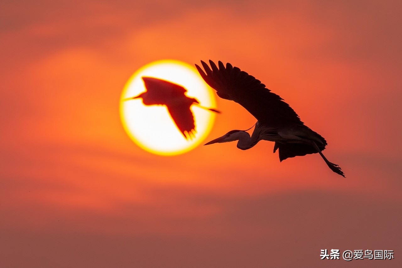 鸟类最好看的照片,100张绝美鸟类图片