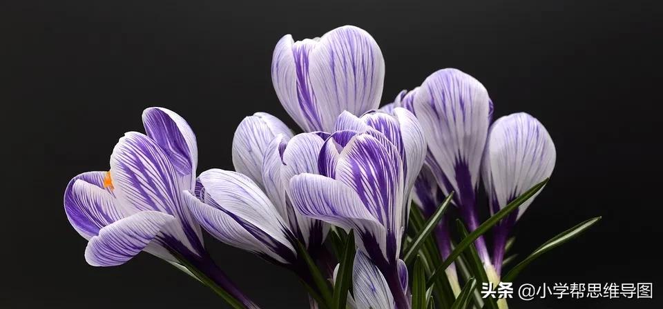 校园垃圾分类作文范文,关于垃圾分类保护环境的优秀作文