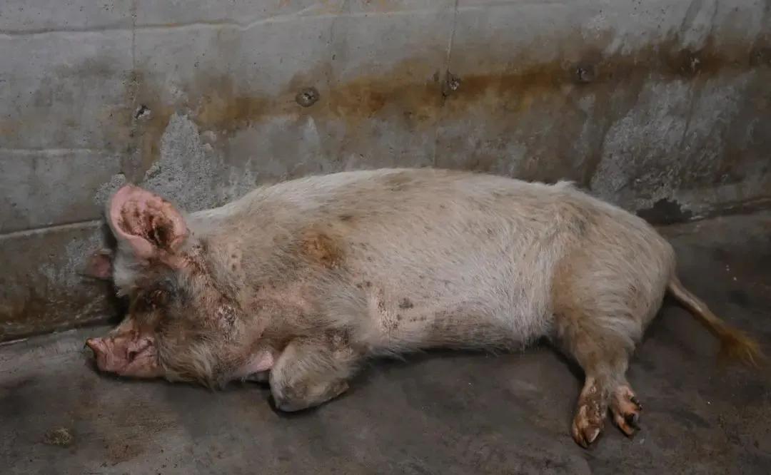 猪坚强可能即将走完生命旅程视频,猪坚强后继有人