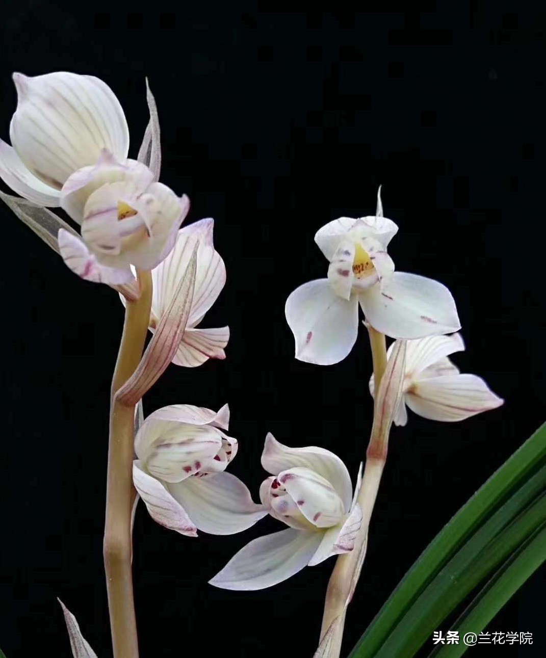 兰花莲瓣兰花好月圆,兰花鉴赏莲瓣兰五朵金花