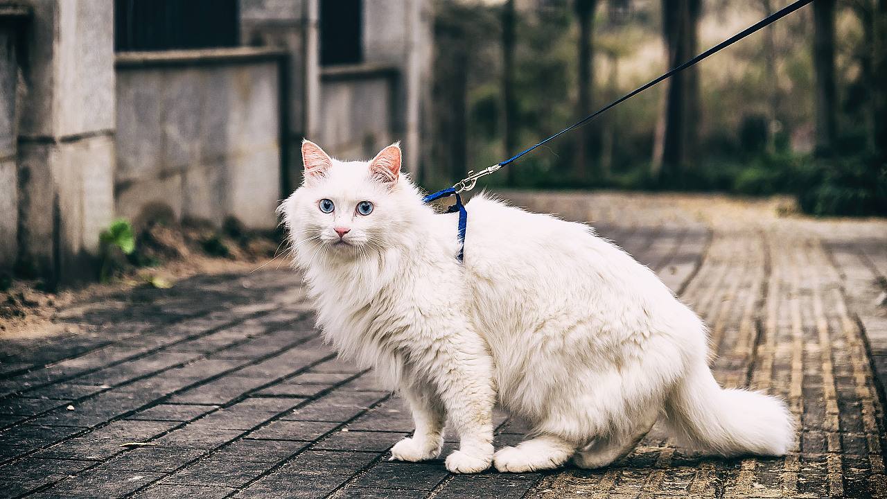 猫咪舔舐自己的伤口会怎么样,猫咪反复舔舐同一个部位是怎么了