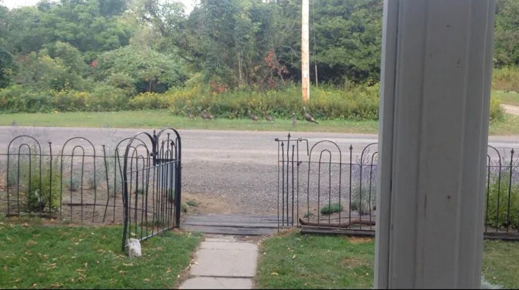 简单实用的家庭花园,20平方小花园