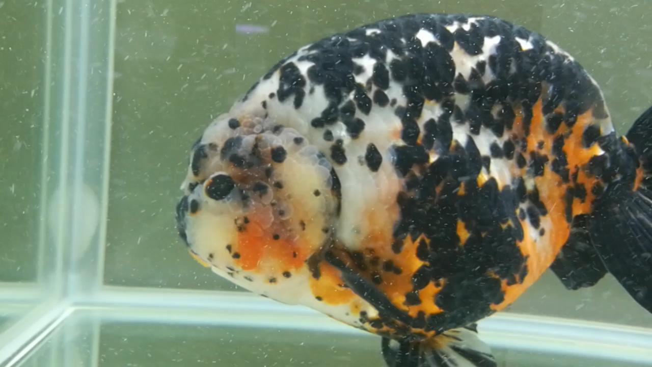 3条带病金鱼，让我稀里糊涂治好了，分享一下过程，现在状态很好