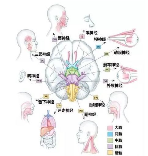 医生常用的解剖学、内外科口诀