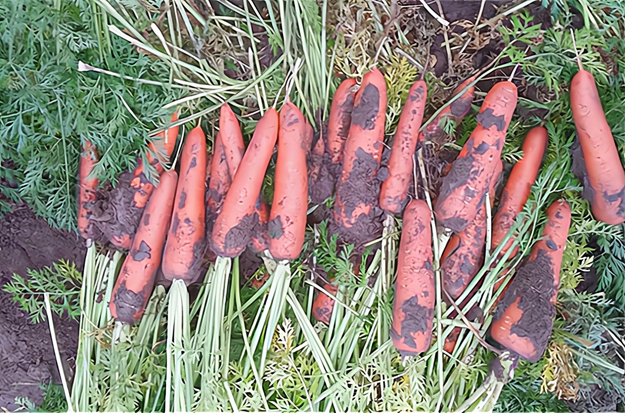 7月份可种的耐热蔬菜,夏天7-8月能种的蔬菜