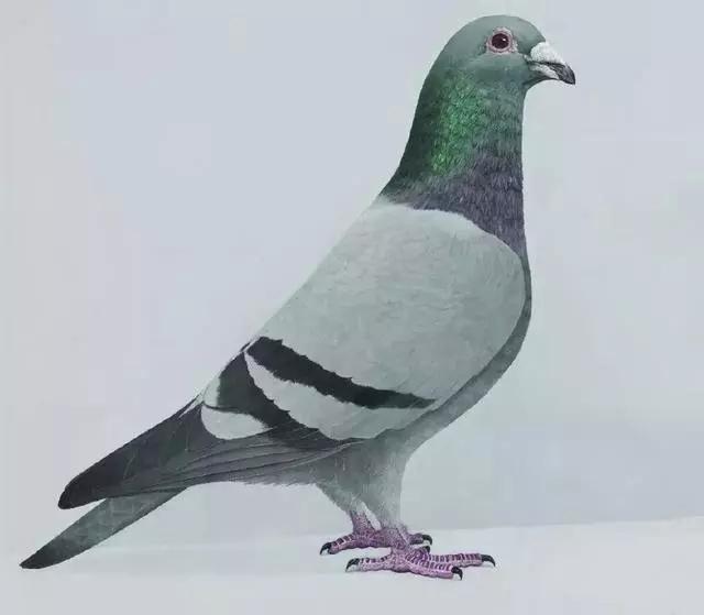 鸽用人药的治疗方法,治鸽病