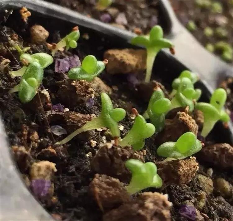 泥炭土发霉长毛,多肉土上发霉是怎么回事