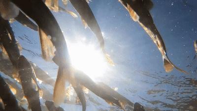 四川发现最大的萤火虫,四川的巨型萤火虫