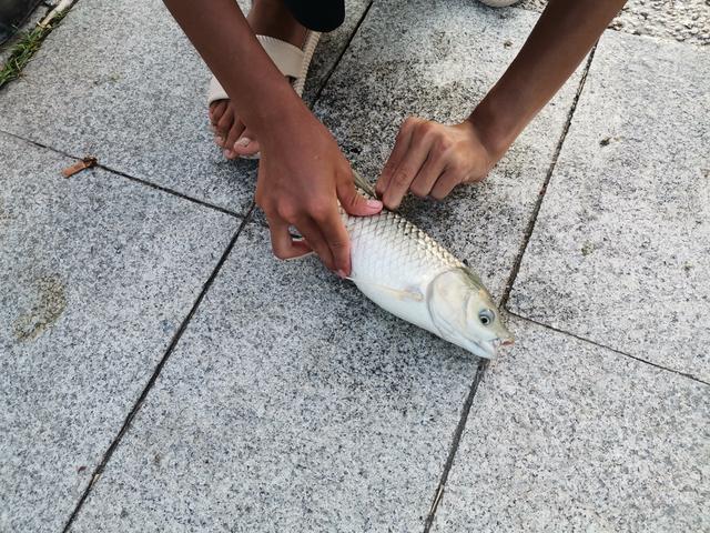 冬天筏竿钓土鲮,筏竿钓大土鲮