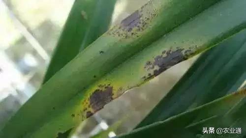 家庭防治虫害的最佳方法,自制蔬菜种植除虫小妙招