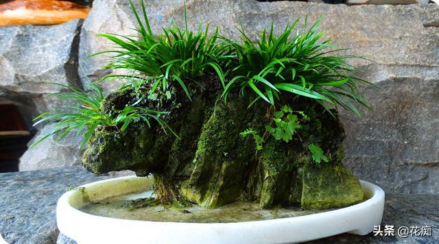 适合种在上水石上的绿植,上水石适合栽种什么绿植啊