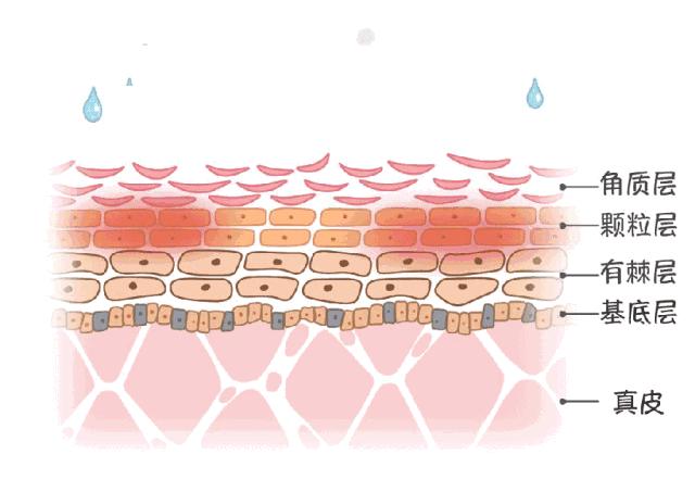 出油痘痘应该控油还是补水,皮肤出油又很干应该补水还是控油