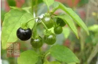 世界稀奇水果品种大全,世界热带奇特水果品种介绍