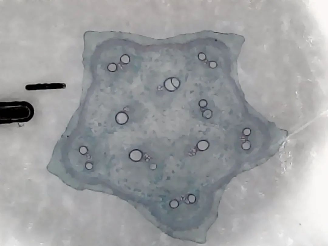 暑假孩子玩手机不如打篮球吧,儿童显微镜放大蚂蚁120倍