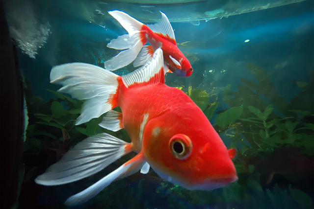 金鱼肚皮朝上是怎么回事？怎么办？你不用太担心，也很好办