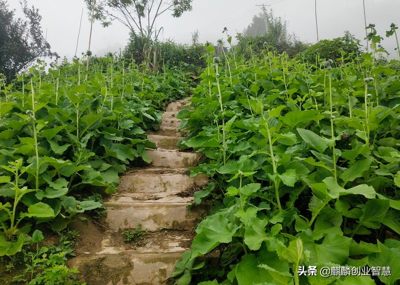 农村种植致富项目中药材,中药材种植成百姓致富良方