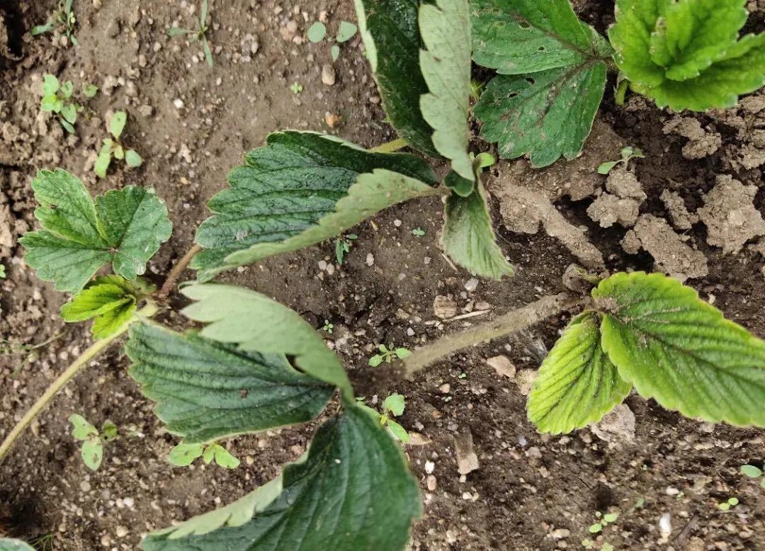 阳台草莓蓟马怎么彻底消灭,草莓开花结果有蓟马怎么办