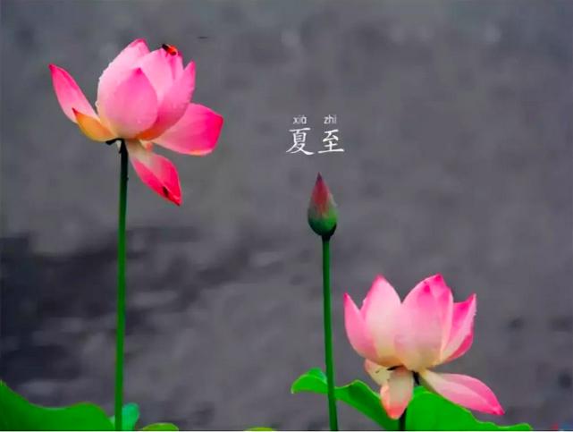 过夏至的俗语有多重要,关于夏至有关的俗语和谚语