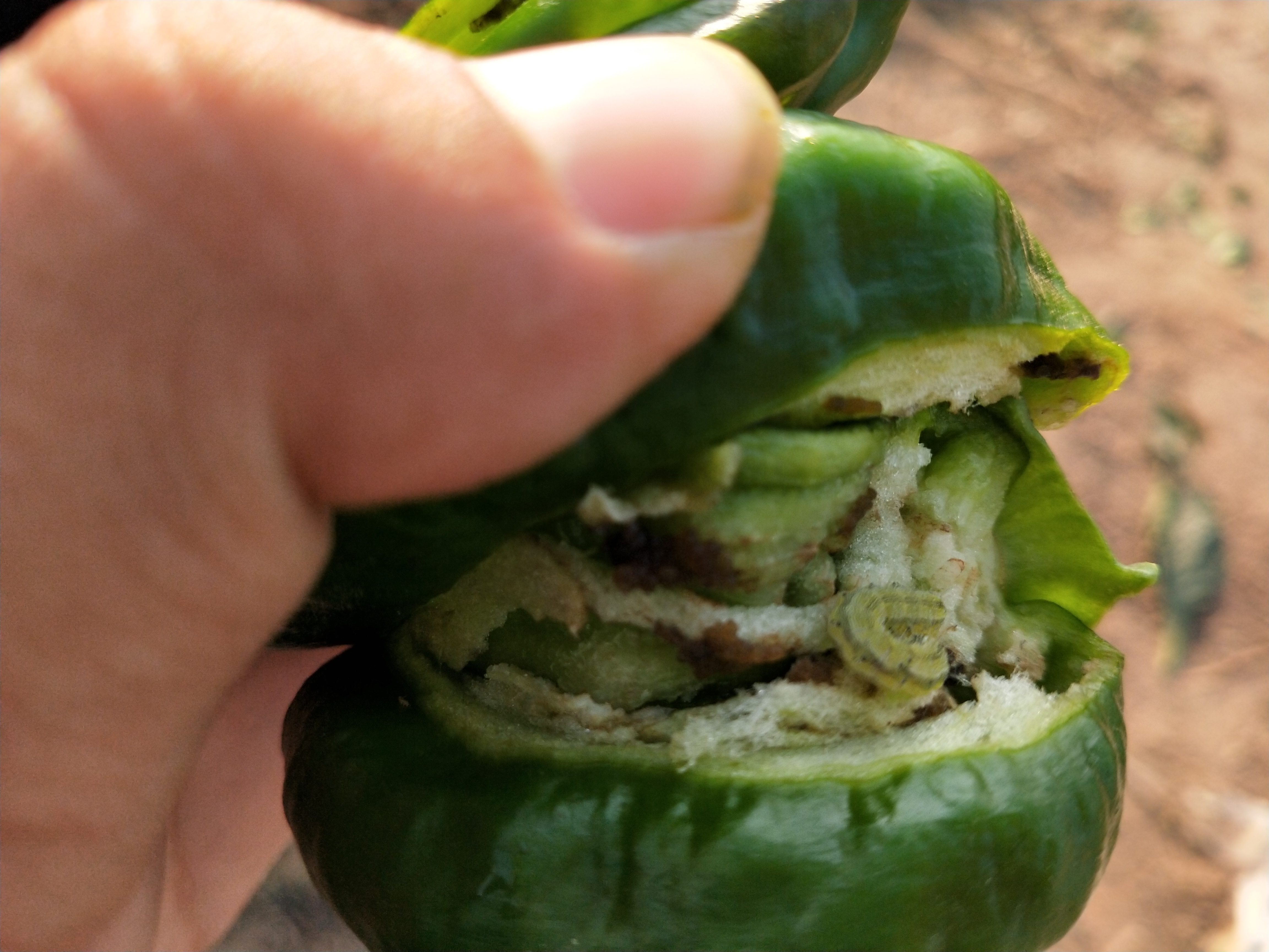 辣椒什么时候防钻心虫,辣椒钻心虫防治技术