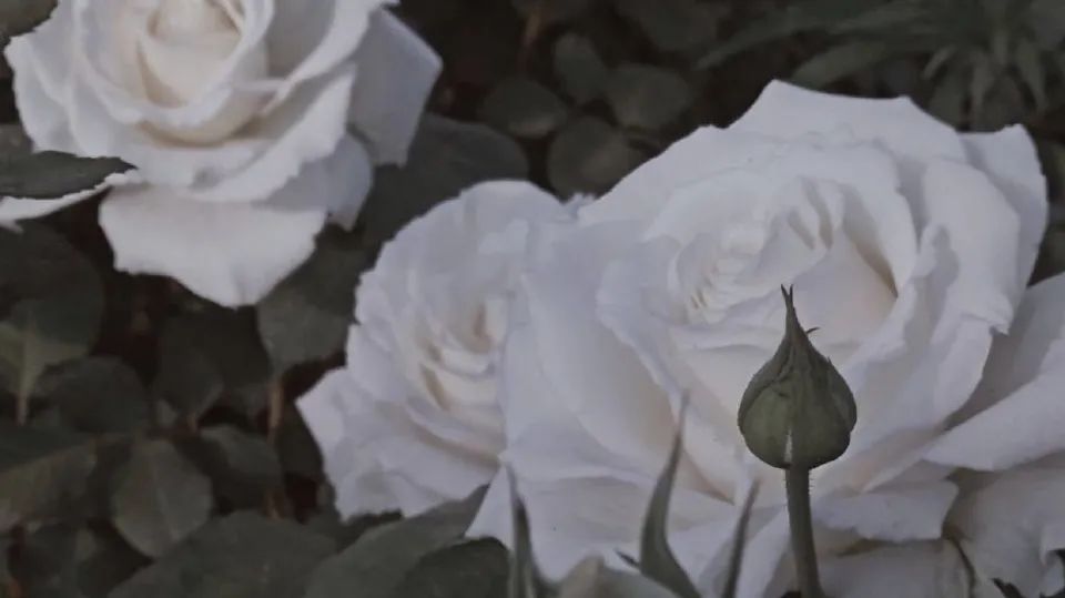 江小白金色庄园开会文案,江小白深夜的酒文案短句干净治愈