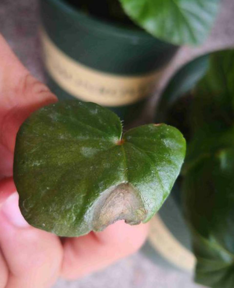 丽格海棠好看不好养？掌握正确的养殖技巧，叶绿花红养得久