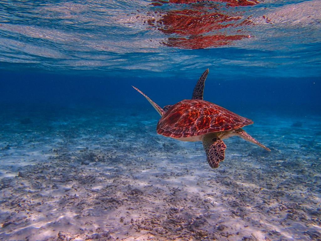 马尔代夫班度士岛旅游,马尔代夫thoddoo岛怎么去