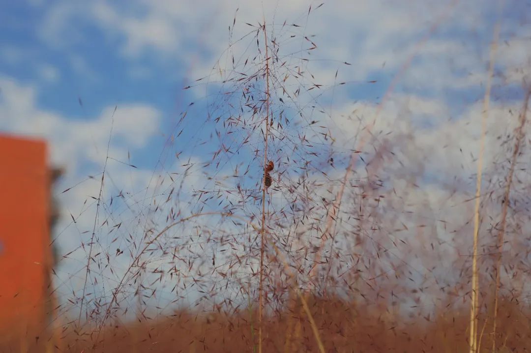 金的功用,金的功能主治