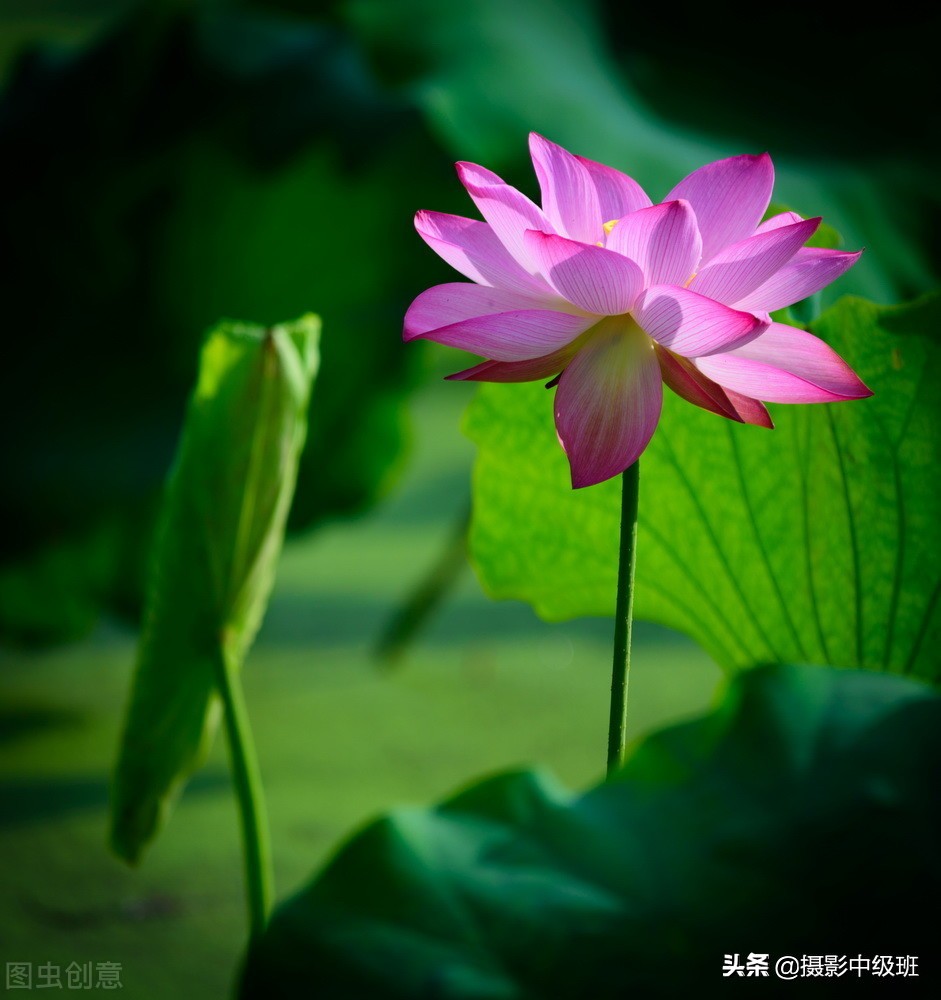 教你拍荷花的4个意境,怎么拍荷花拍照姿势大全