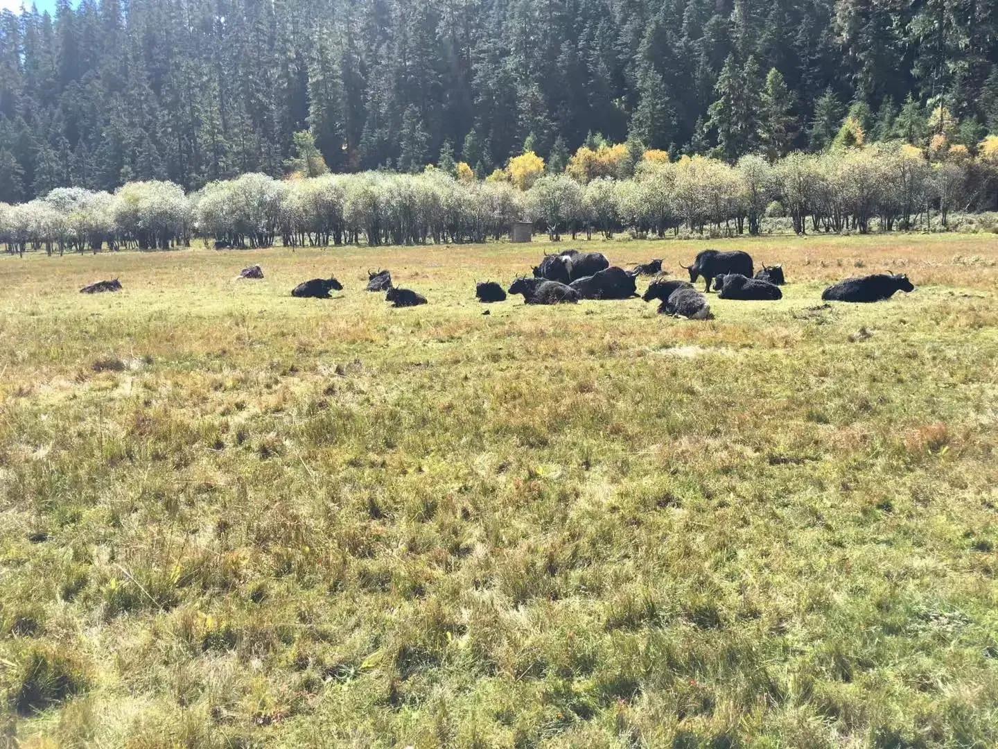 香格里拉游记感受短文,香格里拉游记作文